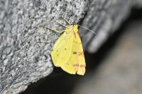Opisthograptis luteolata