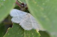 Idaea subsericeata