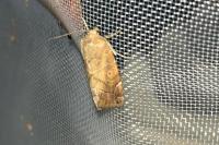 Cosmia trapezina