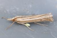 Ancylolomia tentaculella