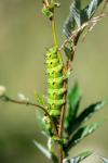 Saturnia pavonia