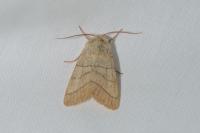 Charanyca trigrammica