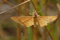 Idaea ochrata