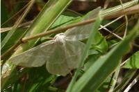 Thalera fimbrialis