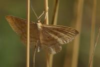Idaea ochrata