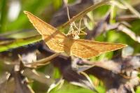 Idaea ochrata