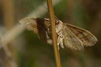 Idaea ochrata