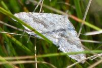 Scotopteryx octodurensis nevadina