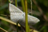 Scopula virgulata