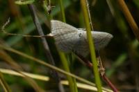 Scopula virgulata