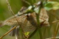 Scopula virgulata