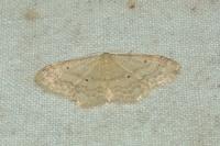 Idaea biselata