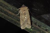 Agrochola lychnidis