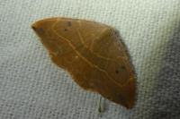 Watsonalla binaria
