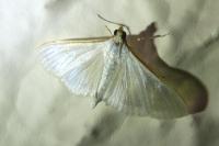 Palpita vitrealis