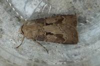 Agrotis exclamationis exclamationis