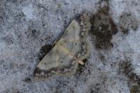 Idaea biselata