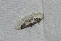 Idaea rusticata