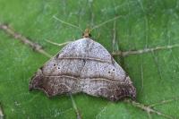Laspeyria flexula