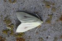 Sitochroa palealis