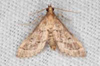 Metasia corsicalis