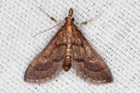 Metasia corsicalis