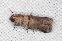 Acrobasis fallouella