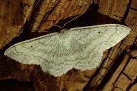 Scopula incanata