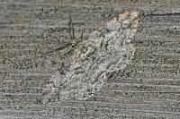 Peribatodes rhomboidaria rhomboidaria