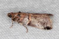 Acrobasis legatea