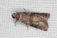 Phycita roborella