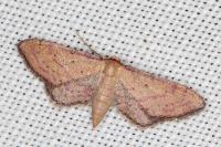 Idaea infirmaria