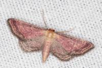 Idaea infirmaria