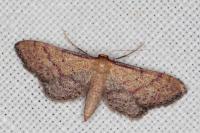 Idaea infirmaria