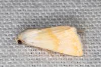 Eublemma ostrina
