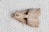 Zebeeba falsalis