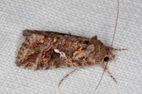 Trichoplusia ni