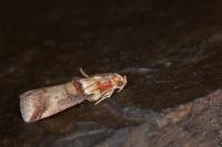 Acrobasis tumidana