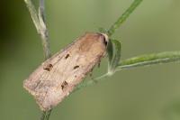 Agrotis exclamationis exclamationis