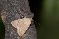 Caradrina aspersa