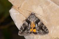 Catocala diversa