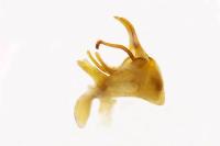 Cilix glaucata