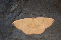 Cyclophora puppillaria