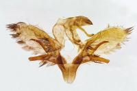Hyloicus pinastri