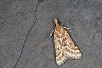 Stemmatophora borgialis