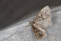 Tephronia sepiaria