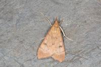 Uresiphita gilvata