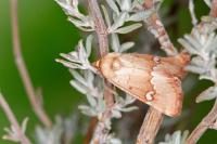 Haemerosia renalis