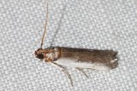 Denticera divisella