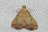 Endotricha flammealis